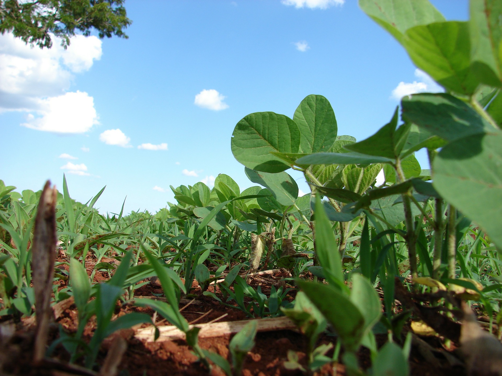 soja-plantacion.jpg